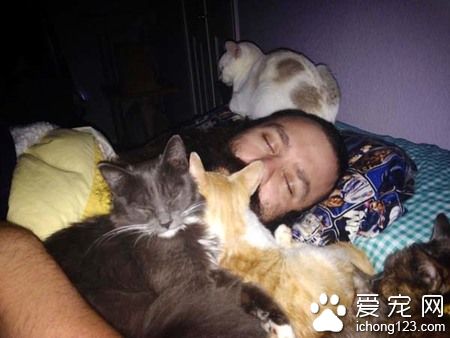 在德州猫咪避难所的志工 主要工作内容竟然这么梦幻