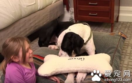 陪伴黏多醣症小女孩的服务犬乔治 得到了最棒的一天