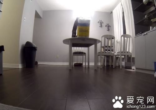 猫奴不在家把卫生纸放桌上，下场就是．．．．