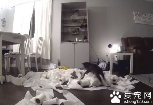 猫奴不在家把卫生纸放桌上，下场就是．．．．