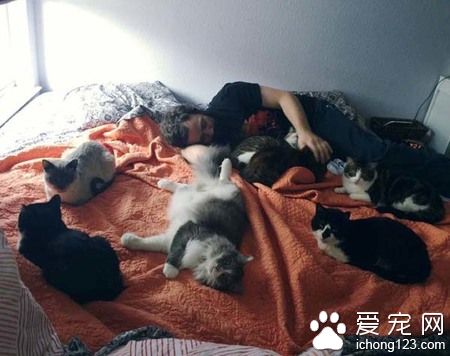 在德州猫咪避难所的志工 主要工作内容竟然这么梦幻