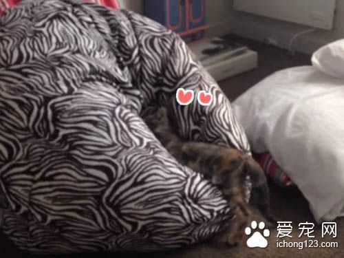 小猫咪对奇妙的懒骨头上瘾 一而再再而三地扑过去