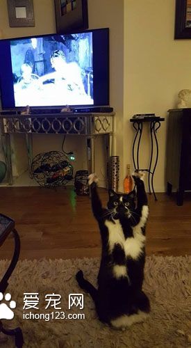 黑白猫因高举双手在空中挥舞成为网络红猫