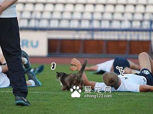猫咪闯进足球队练习中竟然发生这一幕