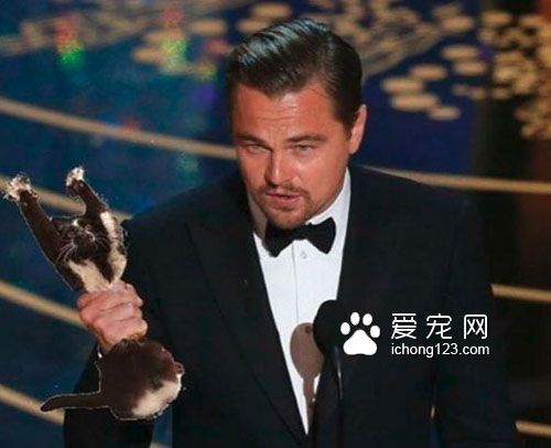 黑白猫因高举双手在空中挥舞成为网络红猫