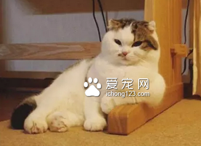 平常的坐姿也很大爷