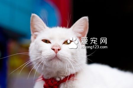 猫尿频怎么回事 保持猫咪生存环境的干净