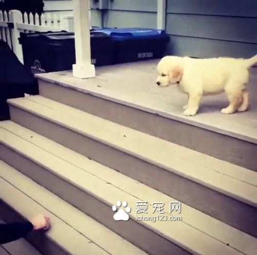 不会下楼梯的耿直小狗一跃而下 让人捏一把冷汗