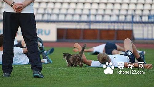 猫咪闯进足球队练习中竟然发生这一幕