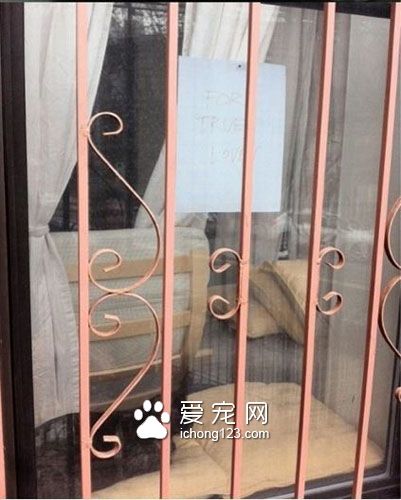 一段另类的远距离恋爱 狗狗爱上猫咪