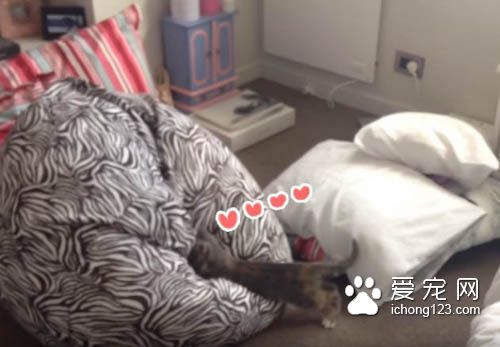 小猫咪对奇妙的懒骨头上瘾 一而再再而三地扑过去