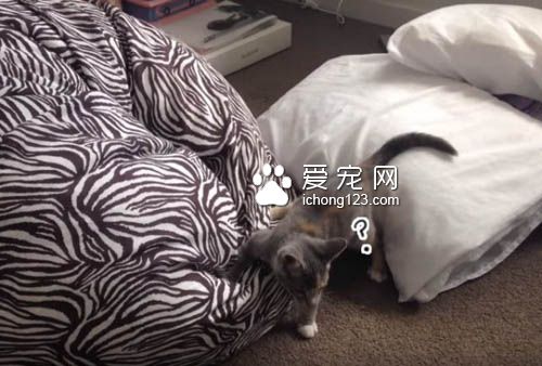 小猫咪对奇妙的懒骨头上瘾 一而再再而三地扑过去