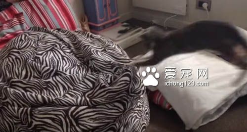 小猫咪对奇妙的懒骨头上瘾 一而再再而三地扑过去