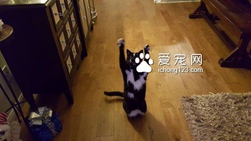 黑白猫因高举双手在空中挥舞成为网络红猫