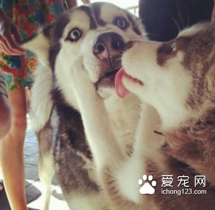 被强吻的哈士奇先生，已经整个呆住了！