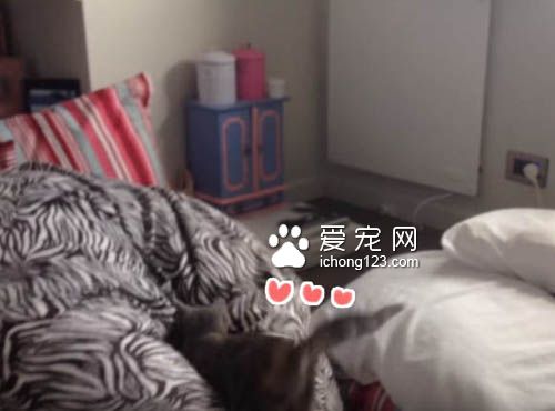 小猫咪对奇妙的懒骨头上瘾 一而再再而三地扑过去