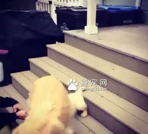 不会下楼梯的耿直小狗一跃而下 让人捏一把冷汗