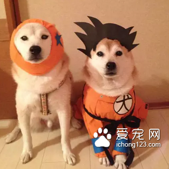 七龙珠和孙悟空