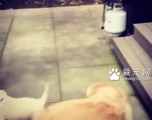 不会下楼梯的耿直小狗一跃而下 让人捏一把冷汗