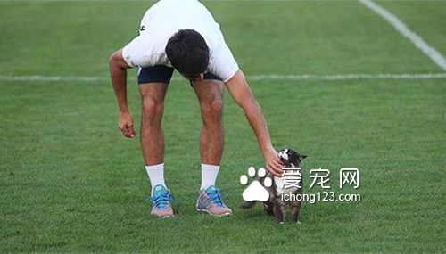 猫咪闯进足球队练习中竟然发生这一幕