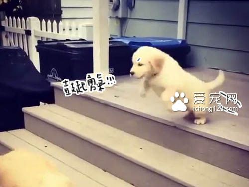 不会下楼梯的耿直小狗一跃而下 让人捏一把冷汗
