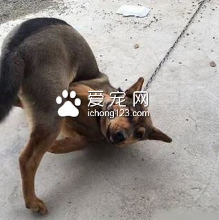 一看这汪星人就不正经