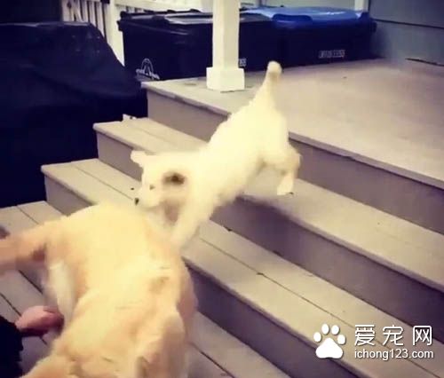 不会下楼梯的耿直小狗一跃而下 让人捏一把冷汗