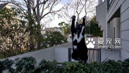 黑白猫因高举双手在空中挥舞成为网络红猫