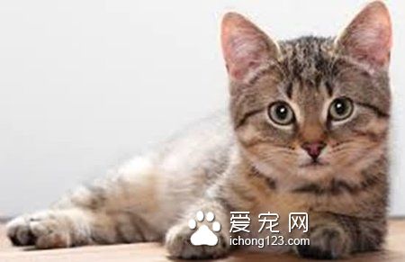 猫不停的抽搐怎么回事 损伤了神经引起的