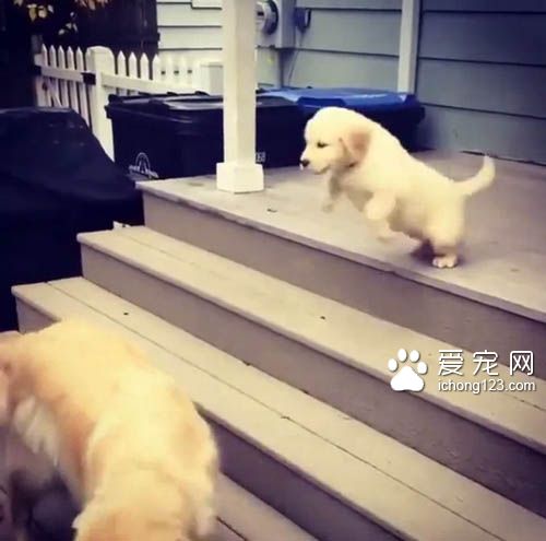 不会下楼梯的耿直小狗一跃而下 让人捏一把冷汗
