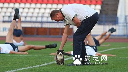 猫咪闯进足球队练习中竟然发生这一幕