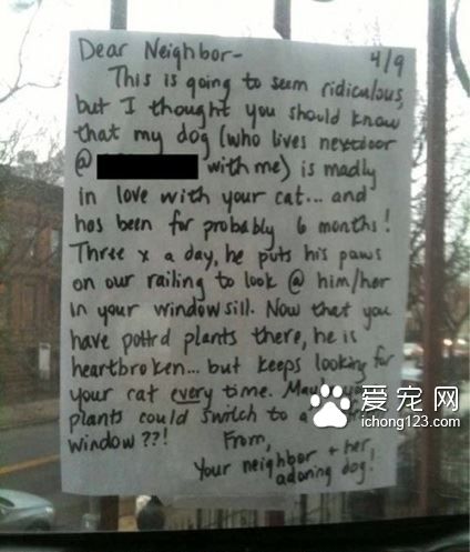 一段另类的远距离恋爱 狗狗爱上猫咪