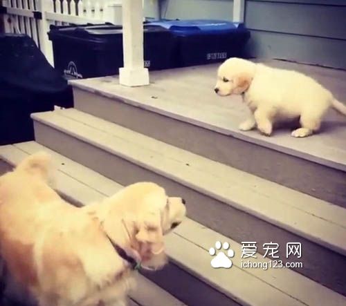 不会下楼梯的耿直小狗一跃而下 让人捏一把冷汗