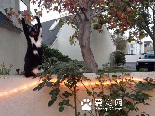 黑白猫因高举双手在空中挥舞成为网络红猫