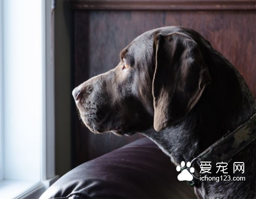 一段另类的远距离恋爱 狗狗爱上猫咪