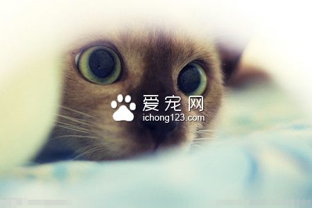 猫咪死后怎么办 最佳的处理宠物尸体应火化