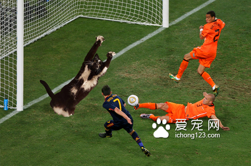 黑白猫因高举双手在空中挥舞成为网络红猫