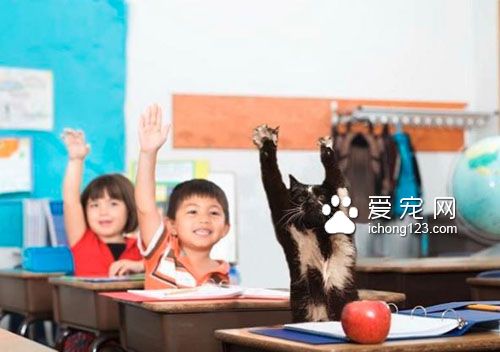 黑白猫因高举双手在空中挥舞成为网络红猫