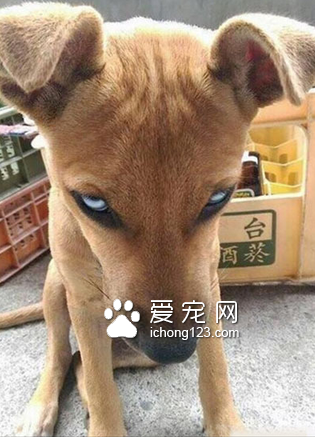 卧槽，这逼得眼神好犀利啊