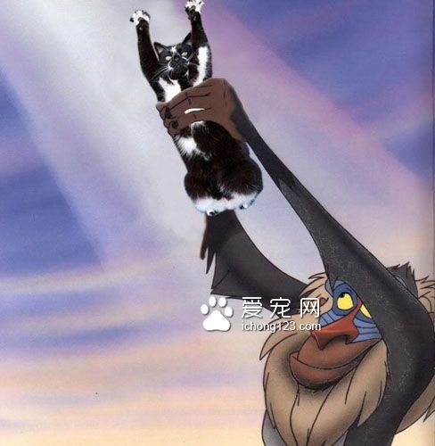 黑白猫因高举双手在空中挥舞成为网络红猫