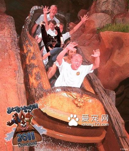 黑白猫因高举双手在空中挥舞成为网络红猫