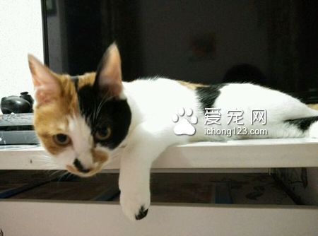 猫抽搐怎么回事 可能是缺乏微量元素