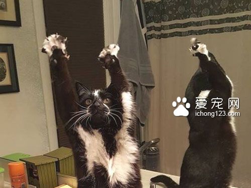 黑白猫因高举双手在空中挥舞成为网络红猫