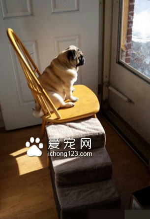 我家汪星人就喜欢在这晒太阳！