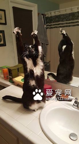 黑白猫因高举双手在空中挥舞成为网络红猫