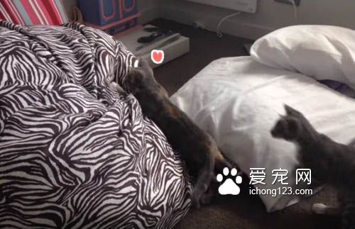 小猫咪对奇妙的懒骨头上瘾 一而再再而三地扑过去