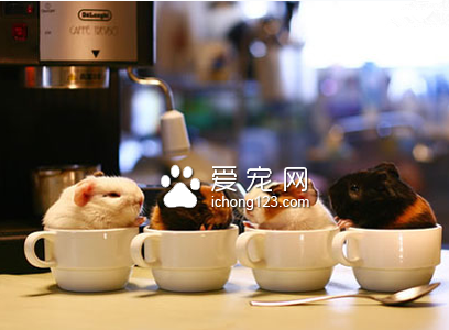 这样的咖啡给我来四杯