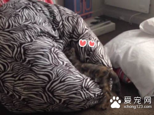 小猫咪对奇妙的懒骨头上瘾 一而再再而三地扑过去