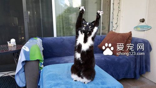黑白猫因高举双手在空中挥舞成为网络红猫