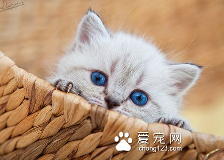 蓝眼睛的猫是什么猫 是可爱的贵族波斯猫